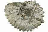 Bumpy Ammonite (Douvilleiceras) Fossil - Madagascar #224595-1